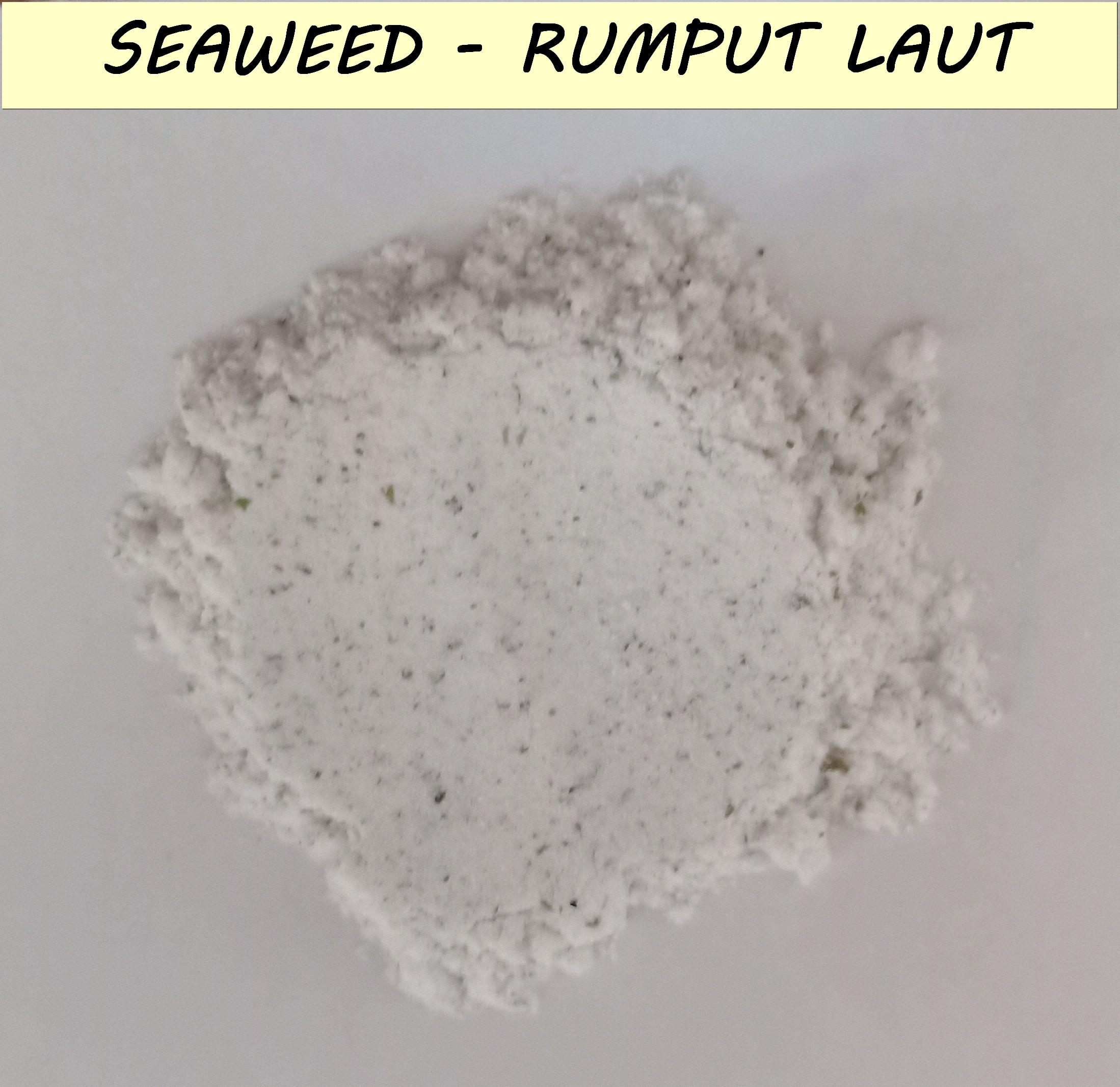 Rumput Laut ( Seaweed )
