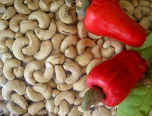 Cara Mengolah Kacang Mete