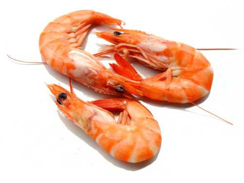 Manfaat Udang Bagi Kesehatan